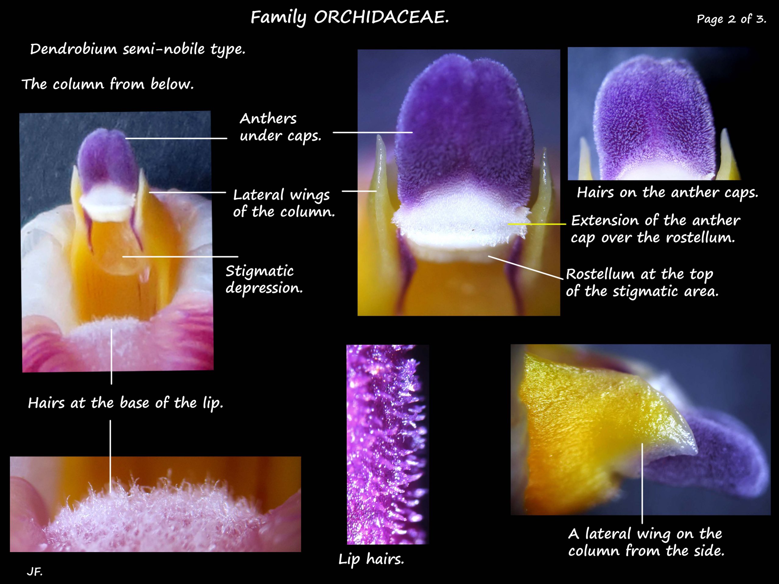 7 Microscopic features of the Dendrobium column